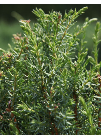 JUNIPERUS communis ARNOLD - Genévrier commun