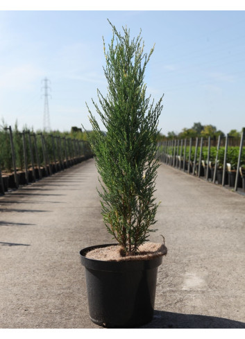 JUNIPERUS virginiana BLUE IVORY - Genévrier de Virginie En pot de 10-12 litres hauteur 080-100 cm