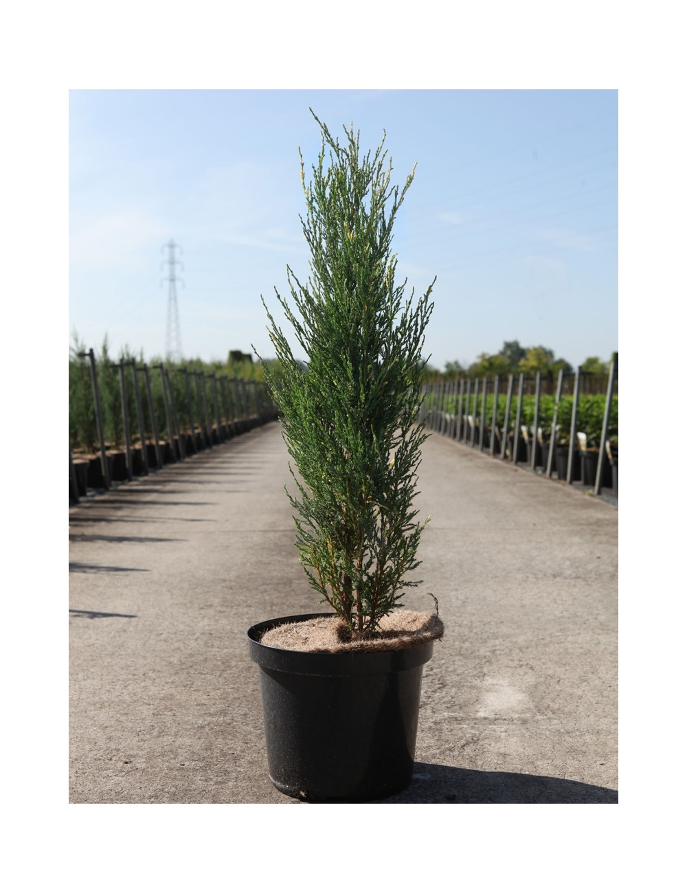 JUNIPERUS virginiana BLUE IVORY - Genévrier de Virginie En pot de 10-12 litres hauteur 080-100 cm
