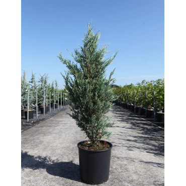 JUNIPERUS virginiana BLUE IVORY - Genévrier de Virginie En pot de 15-20 litres hauteur 125-150 cm