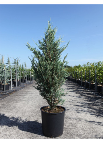 JUNIPERUS virginiana BLUE IVORY - Genévrier de Virginie En pot de 15-20 litres hauteur 125-150 cm