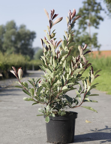 PHOTINIA fraseri LOUISE - Photinia En pot de 10-12 litres buisson hauteur 080-100 cm