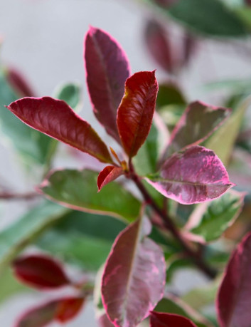 Photinia fraseri Louise – Arbuste persistant panaché rouge et crème, feuillage coloré et décoratif