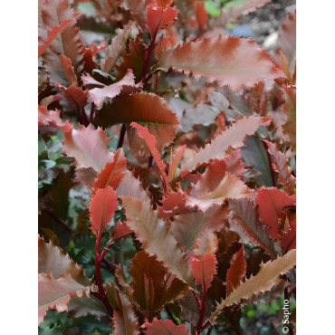 PHOTINIA serratifolia CRUNCHY - Photinia