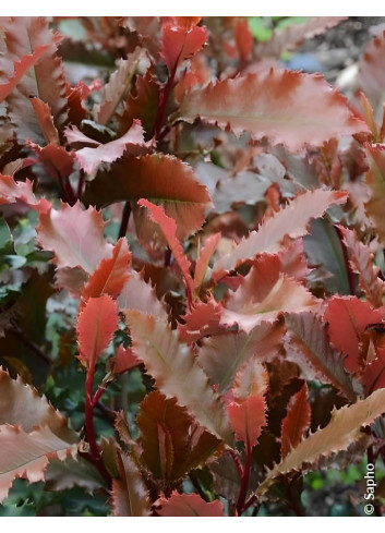 PHOTINIA serratifolia CRUNCHY - Photinia