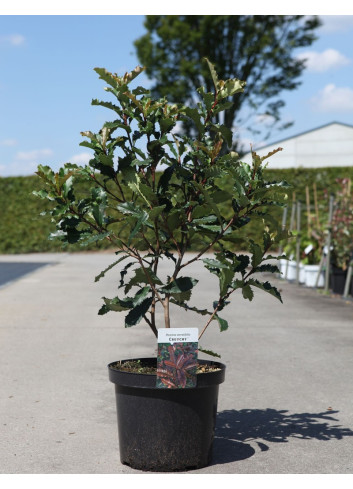 PHOTINIA serratifolia CRUNCHY - Photinia En pot de 10-12 litres buisson hauteur 080-100 cm