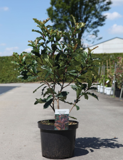 PHOTINIA serratifolia CRUNCHY - Photinia En pot de 10-12 litres buisson hauteur 080-100 cm