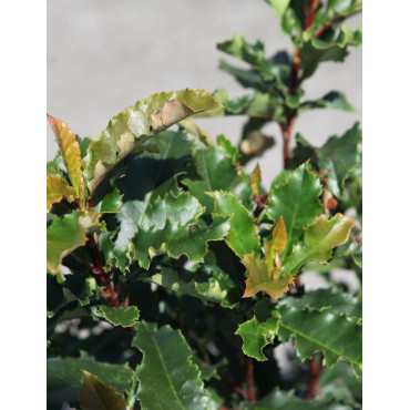 PHOTINIA serratifolia CRUNCHY - Photinia