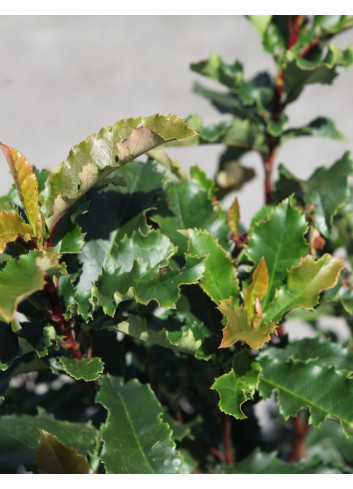 PHOTINIA serratifolia CRUNCHY - Photinia
