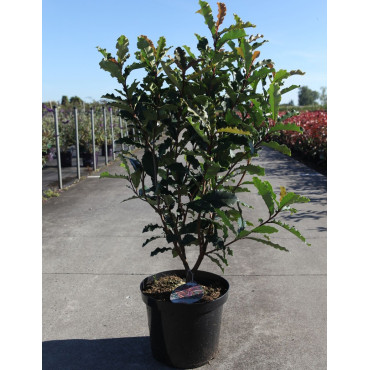 PHOTINIA serratifolia CRUNCHY - Photinia En pot de 10-12 litres buisson hauteur 080-100 cm
