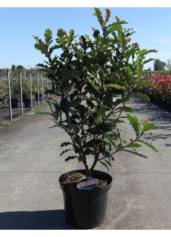 PHOTINIA serratifolia CRUNCHY - Photinia En pot de 10-12 litres buisson hauteur 080-100 cm