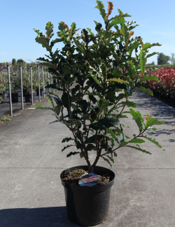 PHOTINIA serratifolia CRUNCHY - Photinia En pot de 10-12 litres buisson hauteur 080-100 cm