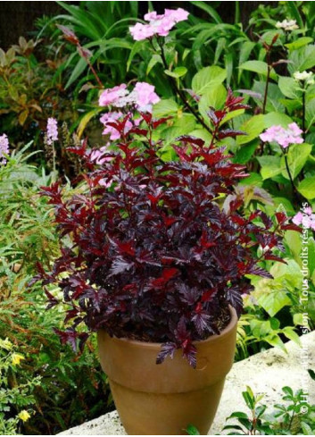 PHYSOCARPUS opulifolius ALL BLACK® (Physocarpus à feuilles d'Obier)