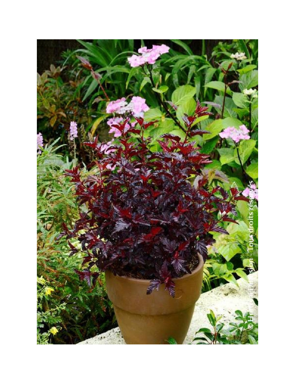 PHYSOCARPUS opulifolius ALL BLACK® (Physocarpus à feuilles d'Obier)