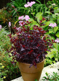 PHYSOCARPUS opulifolius ALL BLACK® (Physocarpus à feuilles d'Obier)