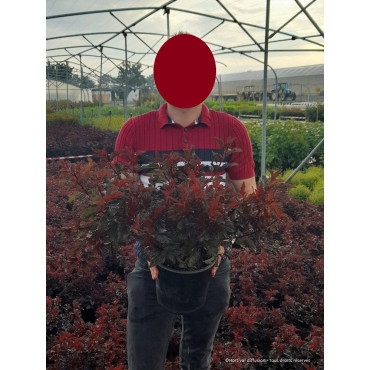 PHYSOCARPUS opulifolius ALL BLACK® (Physocarpus à feuilles d'Obier)