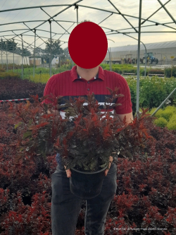 PHYSOCARPUS opulifolius ALL BLACK® (Physocarpus à feuilles d'Obier)