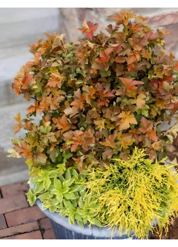 PHYSOCARPUS opulifolius AMBER JUBILÉE® - Physocarpus à feuilles d'Obier