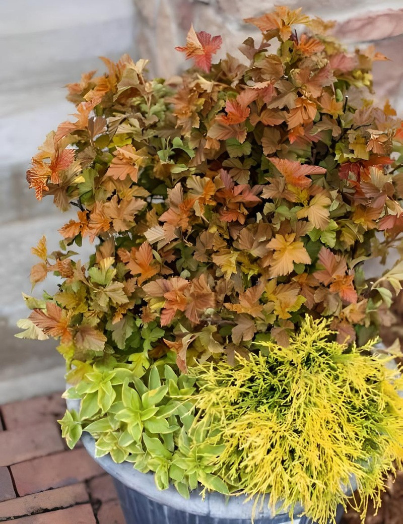 PHYSOCARPUS opulifolius AMBER JUBILÉE® - Physocarpus à feuilles d'Obier