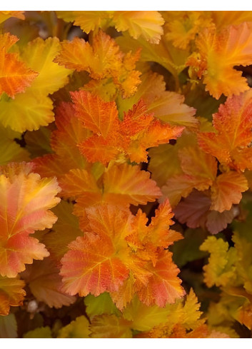 PHYSOCARPUS opulifolius AMBER JUBILÉE® - Physocarpus à feuilles d'Obier