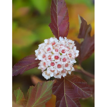 PHYSOCARPUS opulifolius AMBER JUBILÉE® - Physocarpus à feuilles d'Obier
