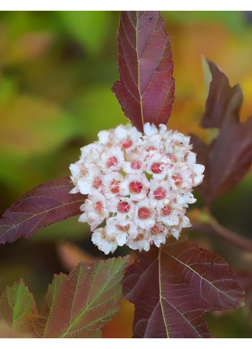PHYSOCARPUS opulifolius AMBER JUBILÉE® - Physocarpus à feuilles d'Obier