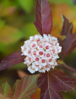 PHYSOCARPUS opulifolius AMBER JUBILÉE® - Physocarpus à feuilles d'Obier