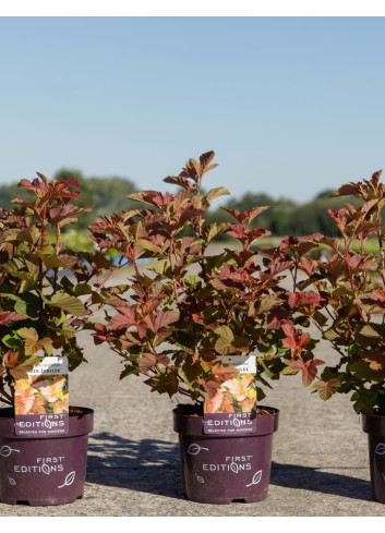 PHYSOCARPUS opulifolius AMBER JUBILÉE® - Physocarpus à feuilles d'Obier En pot de 3-4 litres buisson hauteur 040-060 cm