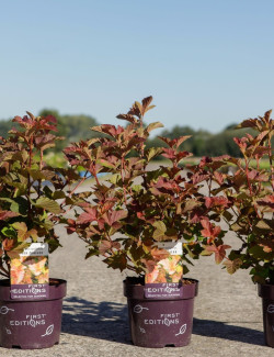 PHYSOCARPUS opulifolius AMBER JUBILÉE® - Physocarpus à feuilles d'Obier En pot de 3-4 litres buisson hauteur 040-060 cm