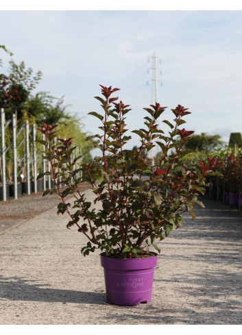 PHYSOCARPUS opulifolius AMBER JUBILÉE® - Physocarpus à feuilles d'Obier En pot de 10-12 litres buisson hauteur 060-080 cm