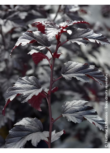 PHYSOCARPUS opulifolius BLACK LIGHT® - Physocarpus à feuilles d'Obier