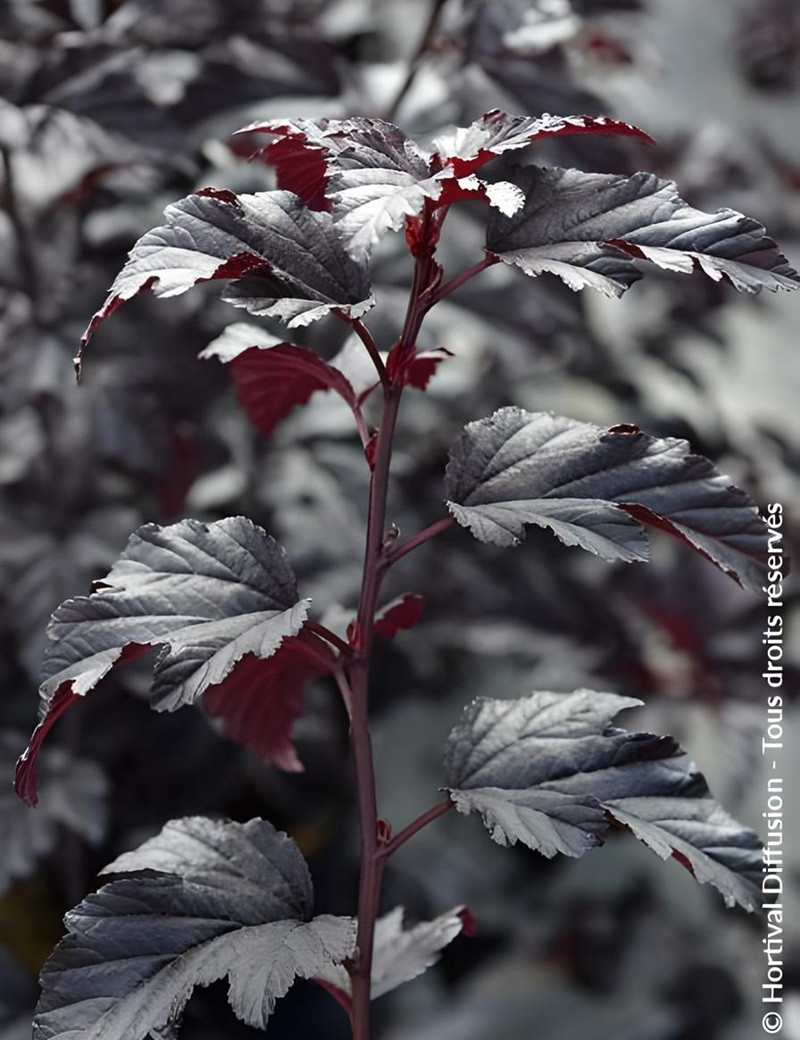 PHYSOCARPUS opulifolius BLACK LIGHT® - Physocarpus à feuilles d'Obier