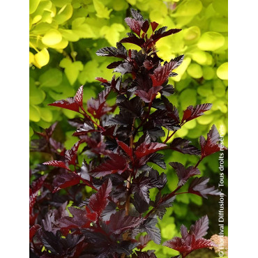 PHYSOCARPUS opulifolius BLACK LIGHT® - Physocarpus à feuilles d'Obier