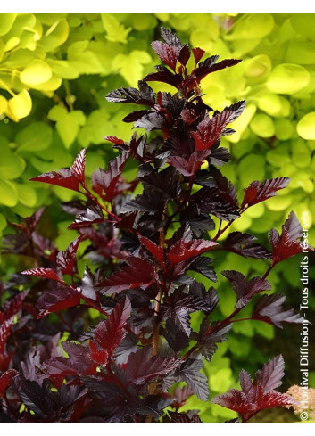 PHYSOCARPUS opulifolius BLACK LIGHT® - Physocarpus à feuilles d'Obier