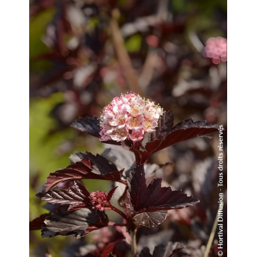 PHYSOCARPUS opulifolius BLACK LIGHT® - Physocarpus à feuilles d'Obier