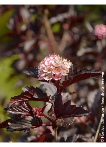 PHYSOCARPUS opulifolius BLACK LIGHT® - Physocarpus à feuilles d'Obier
