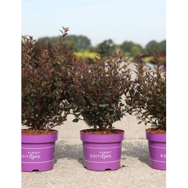 PHYSOCARPUS opulifolius LITTLE DEVIL® - Physocarpus à feuilles d'Obier En pot de 3-4 litres buisson hauteur 040-060 cm