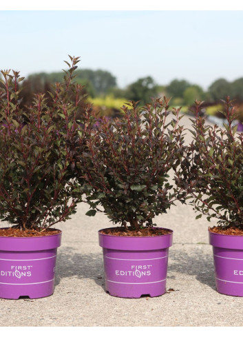 PHYSOCARPUS opulifolius LITTLE DEVIL® - Physocarpus à feuilles d'Obier En pot de 3-4 litres buisson hauteur 040-060 cm