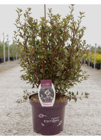 PHYSOCARPUS opulifolius LITTLE DEVIL® - Physocarpus à feuilles d'Obier En pot de 10-12 litres buisson hauteur 060-080 cm