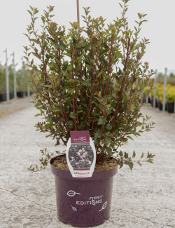 PHYSOCARPUS opulifolius LITTLE DEVIL® - Physocarpus à feuilles d'Obier En pot de 10-12 litres buisson hauteur 060-080 cm