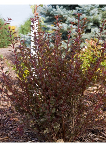 PHYSOCARPUS opulifolius LITTLE DEVIL® - Physocarpus à feuilles d'Obier