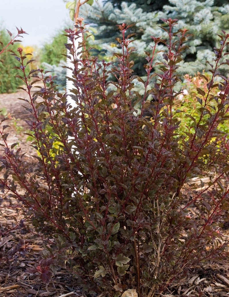 PHYSOCARPUS opulifolius LITTLE DEVIL® - Physocarpus à feuilles d'Obier