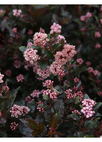 PHYSOCARPUS opulifolius LITTLE DEVIL® - Physocarpus à feuilles d'Obier