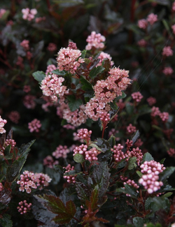 PHYSOCARPUS opulifolius LITTLE DEVIL® - Physocarpus à feuilles d'Obier