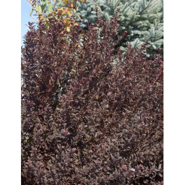 PHYSOCARPUS opulifolius LITTLE DEVIL® - Physocarpus à feuilles d'Obier