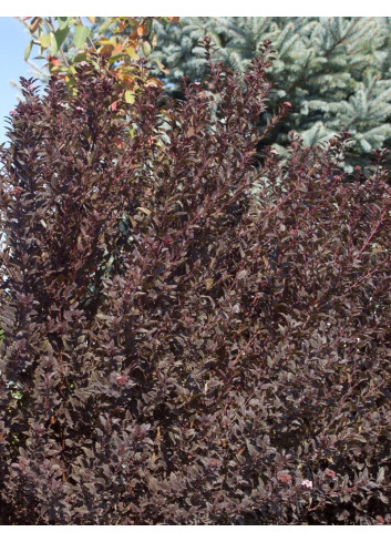 PHYSOCARPUS opulifolius LITTLE DEVIL® - Physocarpus à feuilles d'Obier