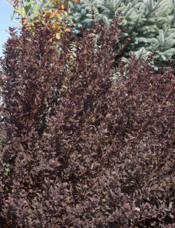 PHYSOCARPUS opulifolius LITTLE DEVIL® - Physocarpus à feuilles d'Obier