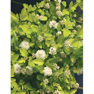 PHYSOCARPUS opulifolius TINY WINE GOLD® - Physocarpus à feuilles d'Obier