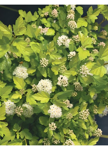 PHYSOCARPUS opulifolius TINY WINE GOLD® - Physocarpus à feuilles d'Obier