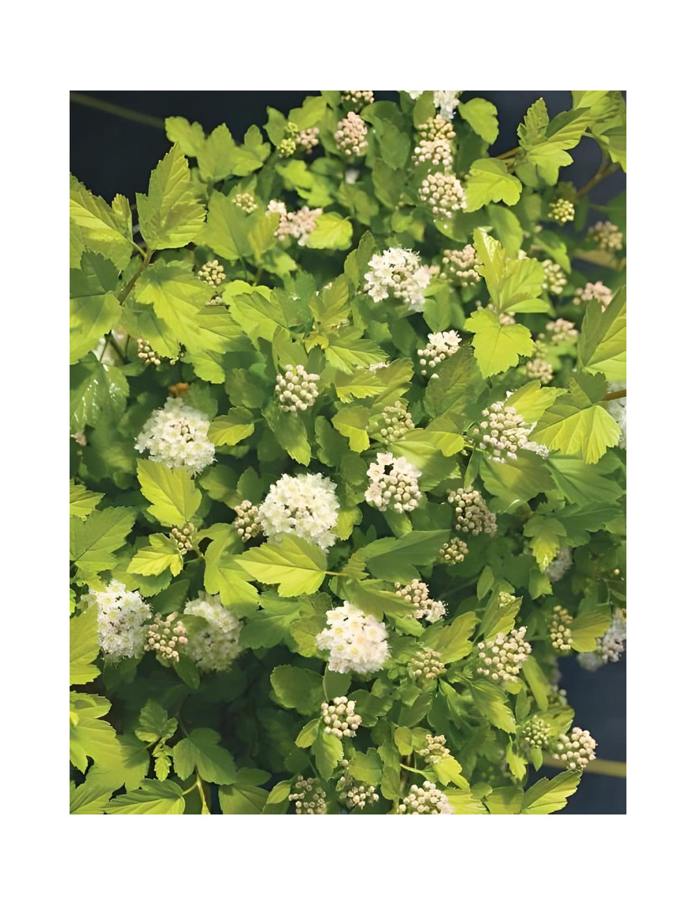 PHYSOCARPUS opulifolius TINY WINE GOLD® - Physocarpus à feuilles d'Obier